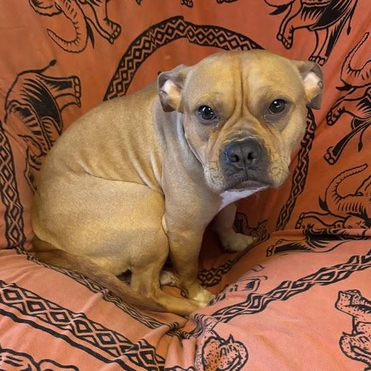 Hazelnut, Adoptable, Adult Female Pit Bull Terrier.