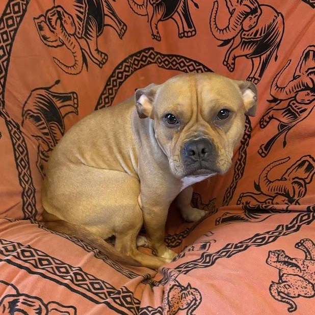 Hazelnut, a Adoptable mixed breed in Buffalo, NY image 2/6