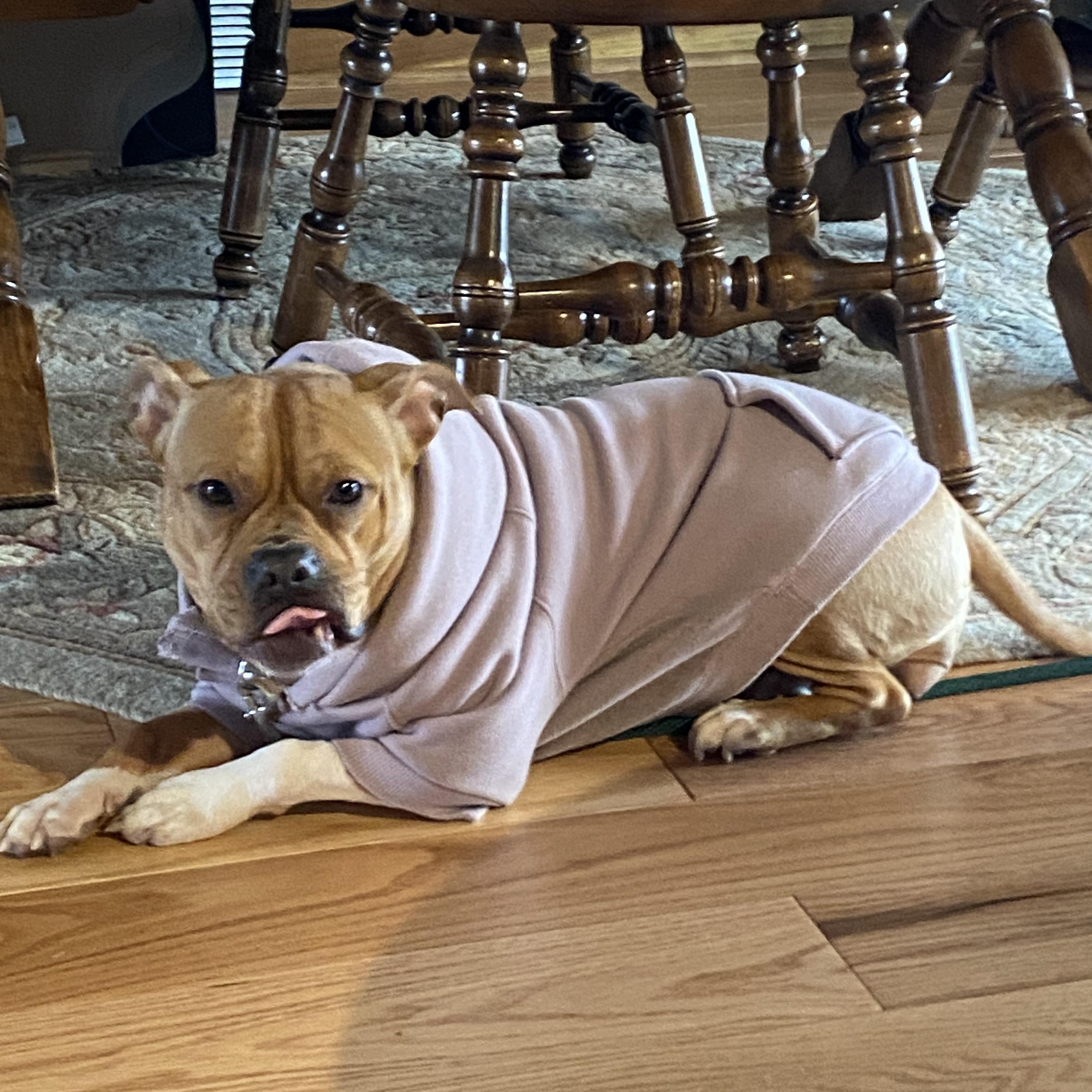 Hazelnut, Adoptable, Adult Female Pit Bull Terrier.