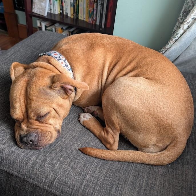 Hazelnut, a Adoptable mixed breed in Buffalo, NY image 2/6