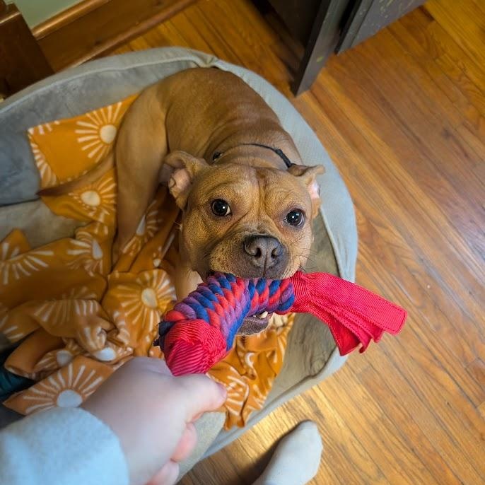 Enlarge Hazelnut, a Adoptable mixed breed in Buffalo, NY image 3/6