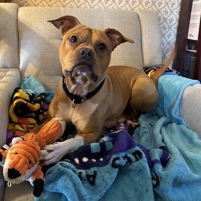 Enlarge Hazelnut, a Adoptable mixed breed in Buffalo, NY image 1/6