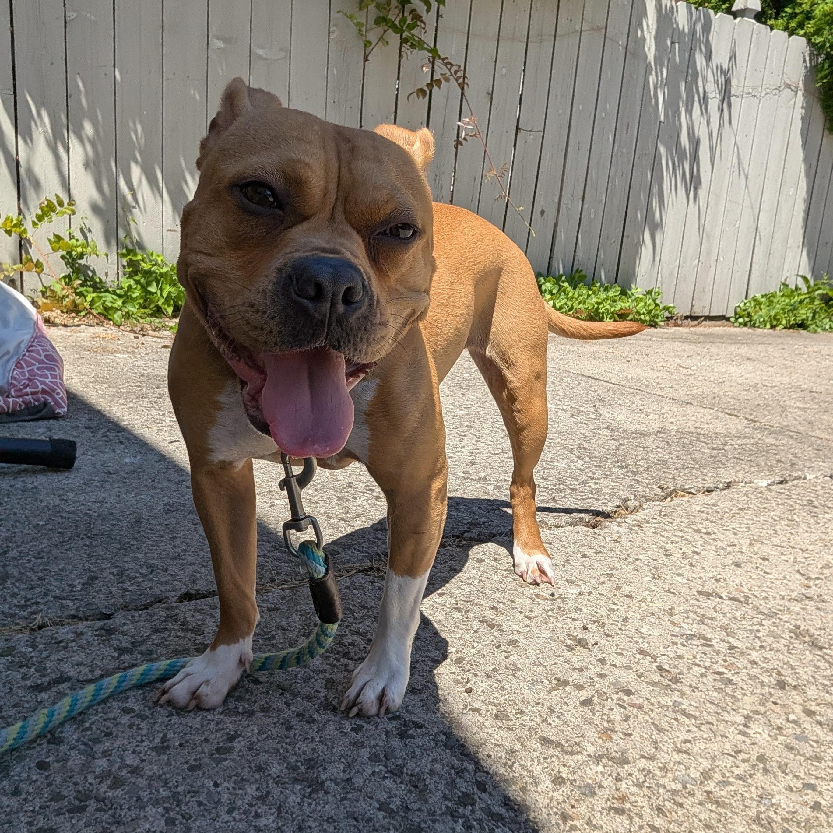 Enlarge Hazelnut, a Adoptable mixed breed in Buffalo, NY image 1/6