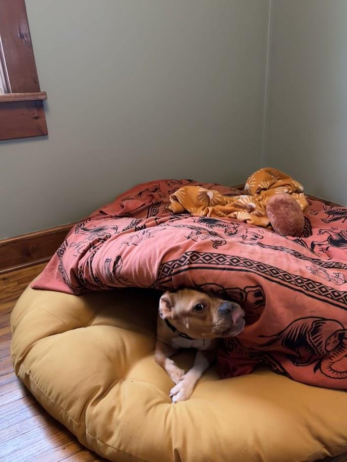 Enlarge Hazelnut, a Adoptable mixed breed in Buffalo, NY image 6/6