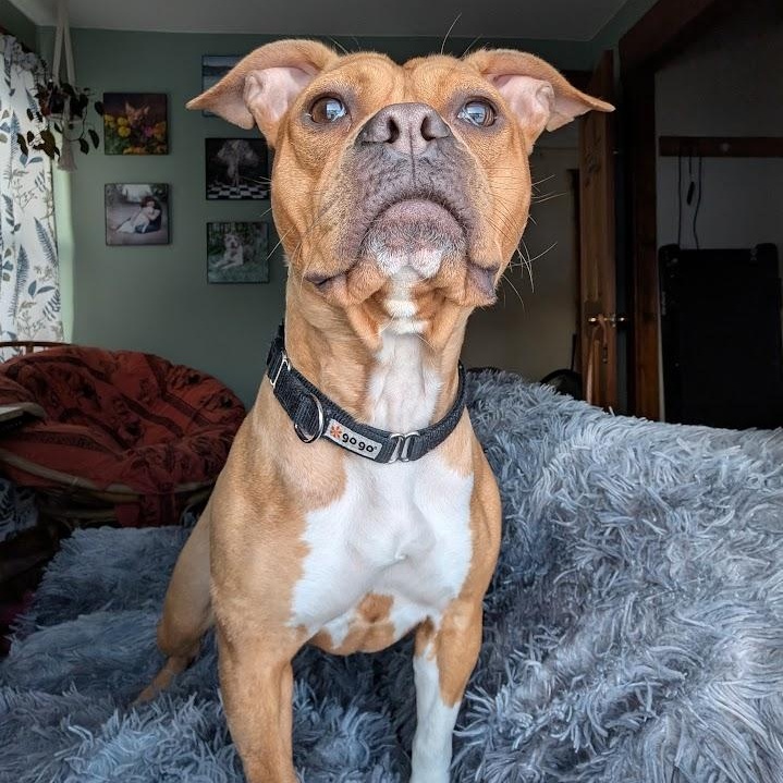 Enlarge Hazelnut, a Adoptable mixed breed in Buffalo, NY image 2/6