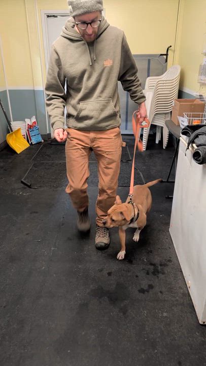 Enlarge Hazelnut, a Adoptable mixed breed in Buffalo, NY video 4/6