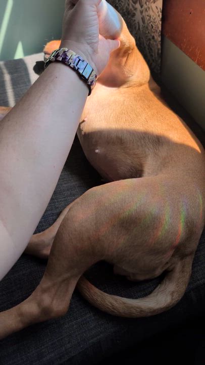 Enlarge Hazelnut, a Adoptable mixed breed in Buffalo, NY video 5/6