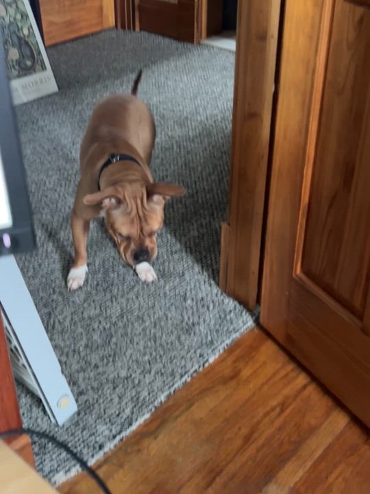 Enlarge Hazelnut, a Adoptable mixed breed in Buffalo, NY video 5/6