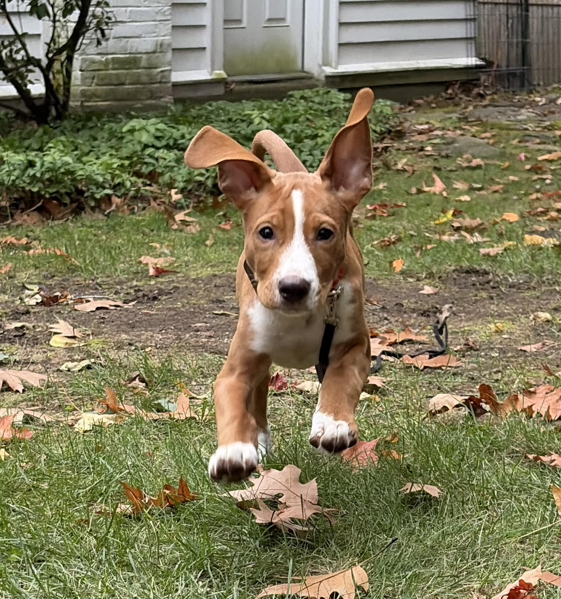 Enlarge Telemachus Greek - Local pup, a Adoptable mixed breed in Andover, MA image 1/6