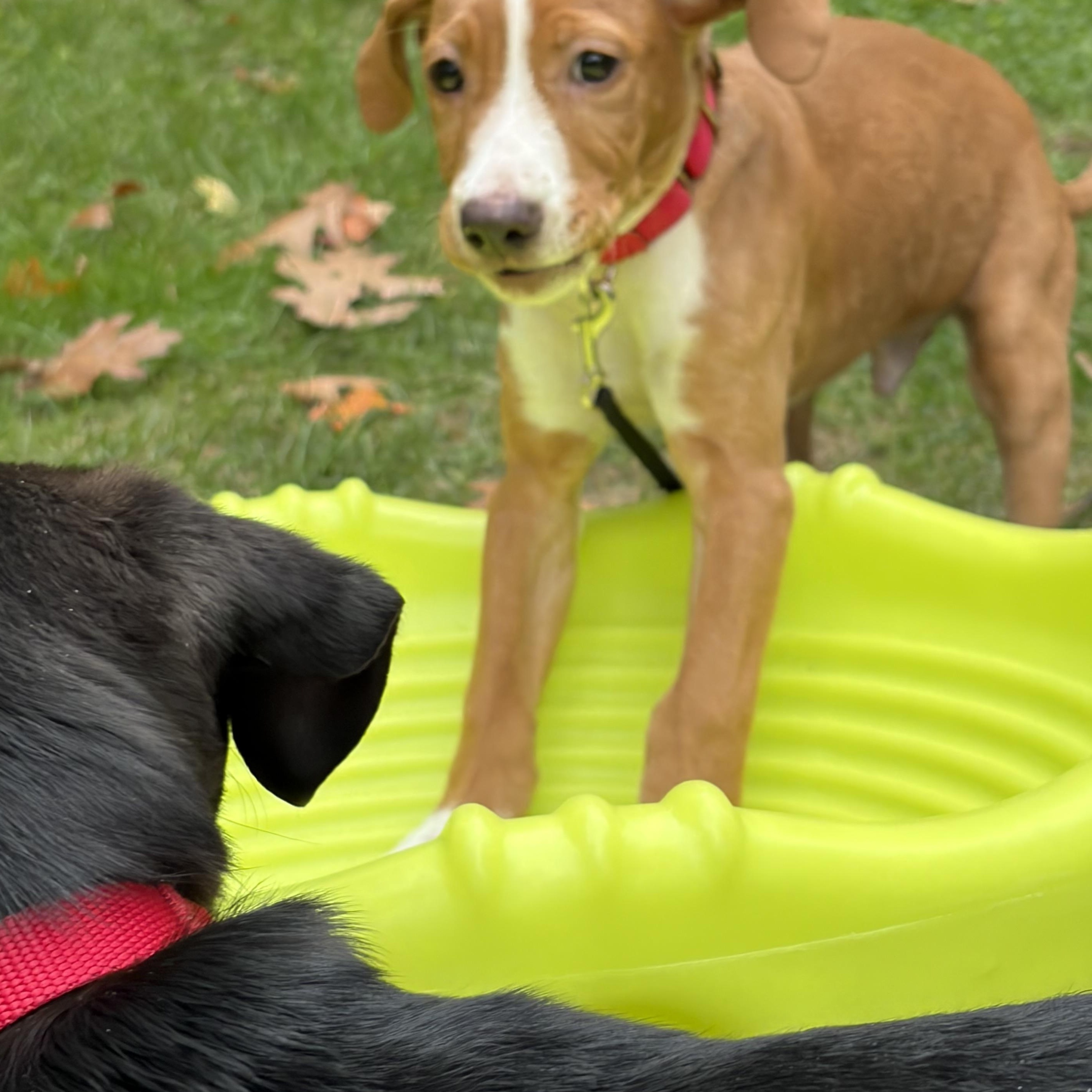 Enlarge Telemachus Greek - Local pup, a Adoptable mixed breed in Andover, MA image 3/6