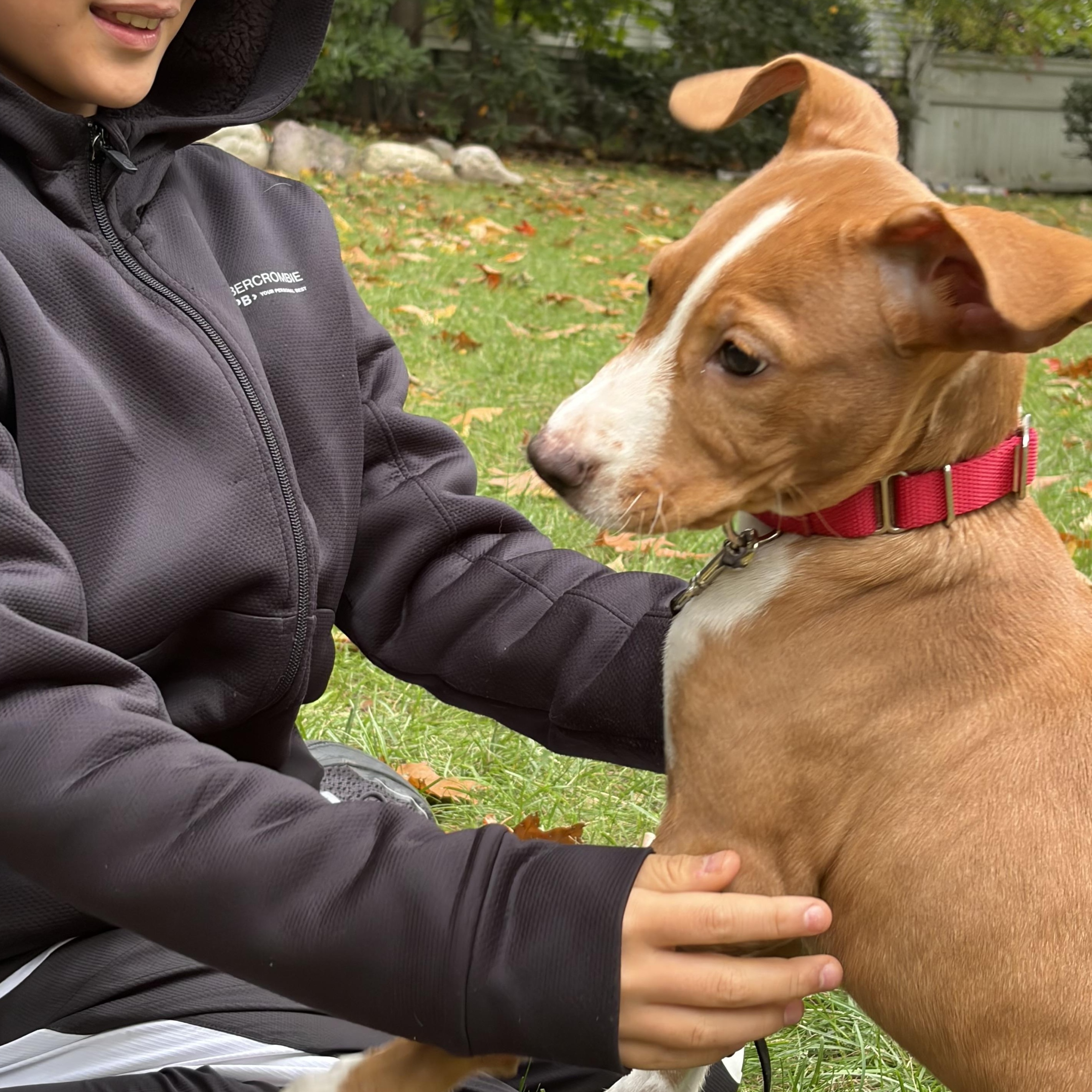 Enlarge Telemachus Greek - Local pup, a Adoptable mixed breed in Andover, MA image 4/6