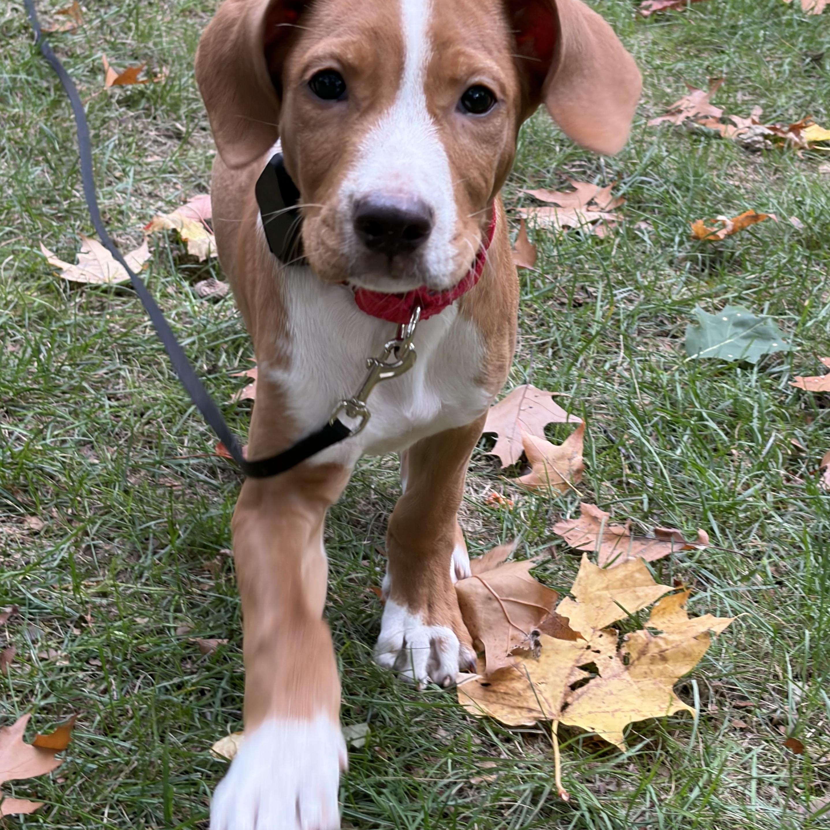 Enlarge Telemachus Greek - Local pup, a Adoptable mixed breed in Andover, MA image 2/6
