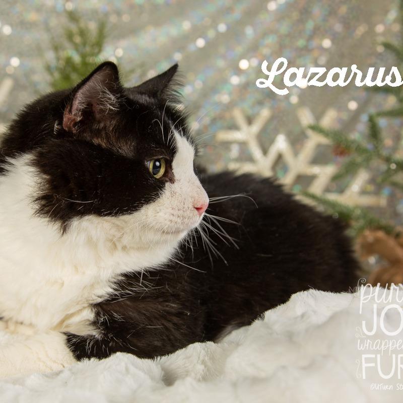 Enlarge Lazarus, a Adoptable Domestic Short Hair in Springfield, MO image 1/3