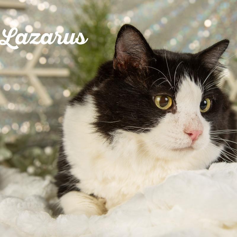 Enlarge Lazarus, a Adoptable Domestic Short Hair in Springfield, MO image 2/3