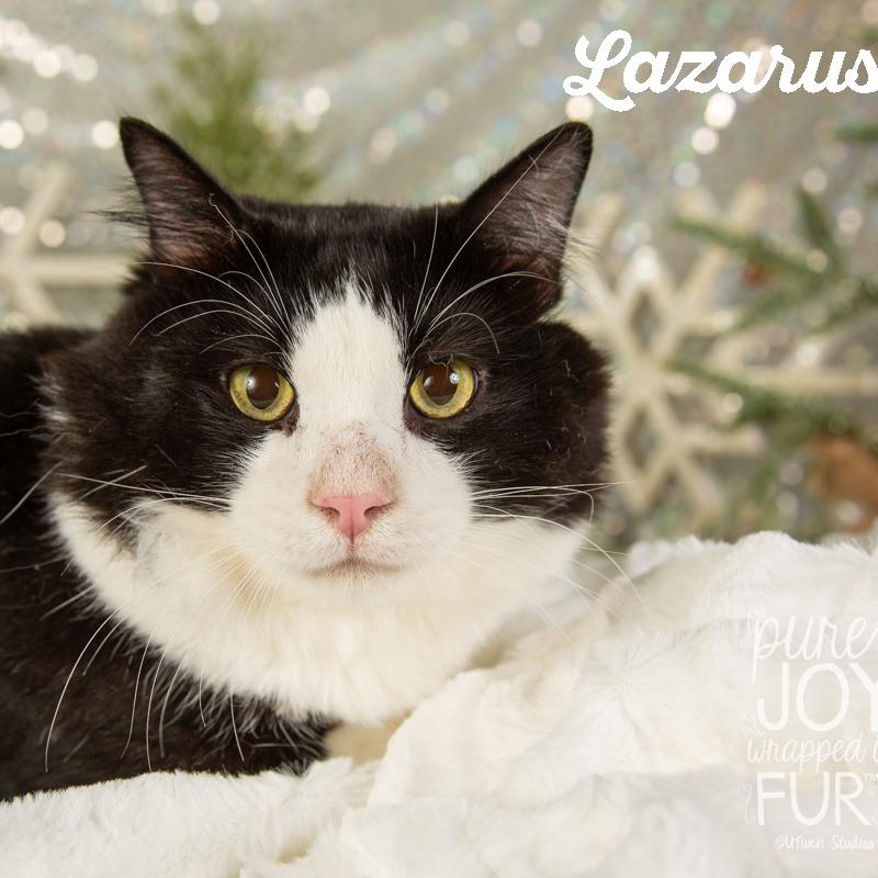 Enlarge Lazarus, a Adoptable Domestic Short Hair in Springfield, MO image 3/3