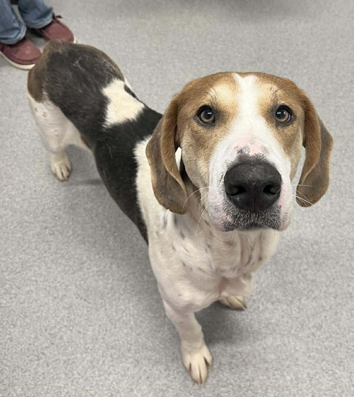 Cover , ADOPTABLE, Young Male Hound.