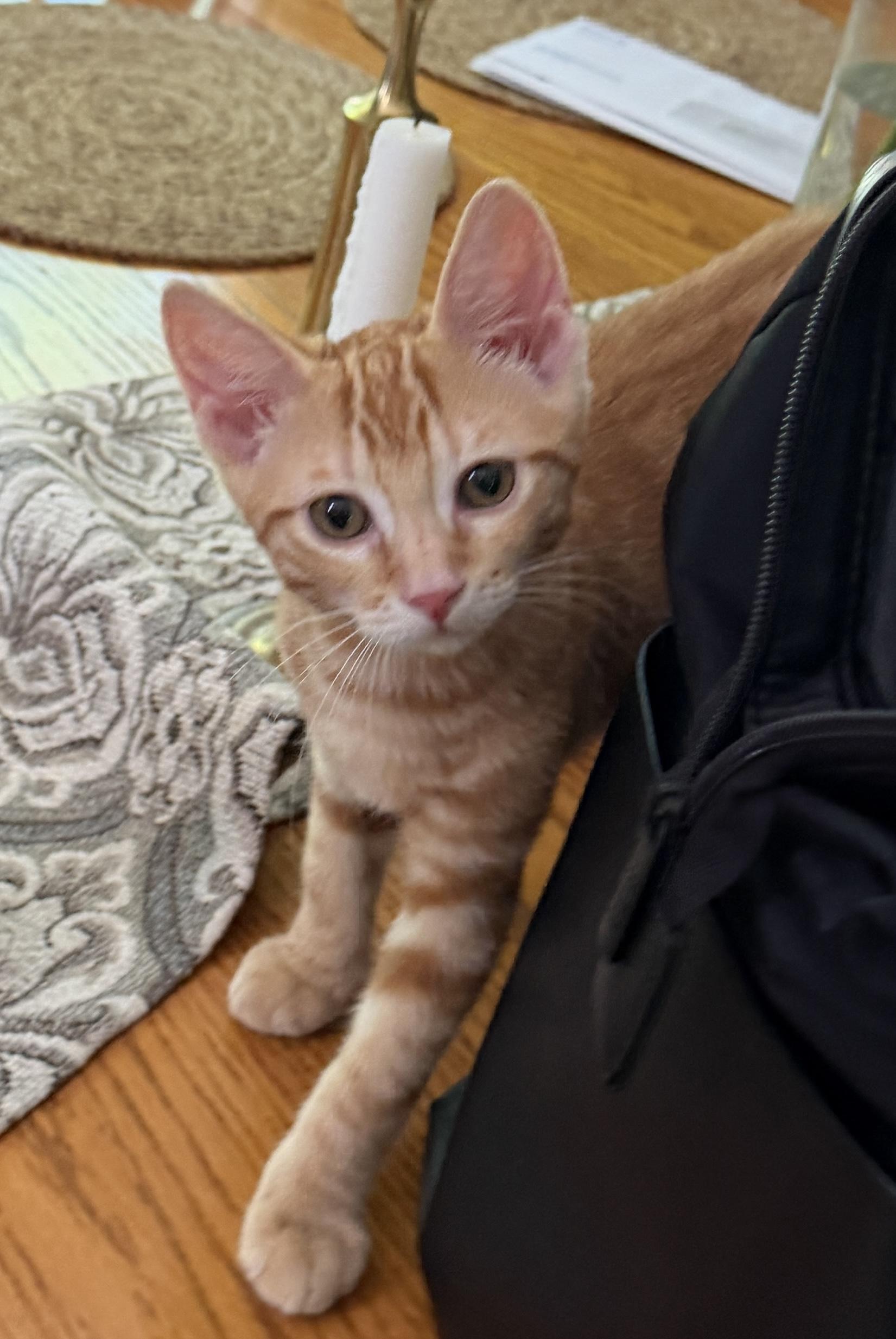 Cici, adopted, Kitten Female Domestic Short Hair.