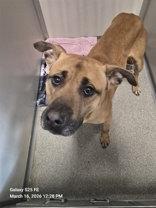 Enlarge Kenny, a ADOPTABLE mixed breed in Joliet, IL image 1/1