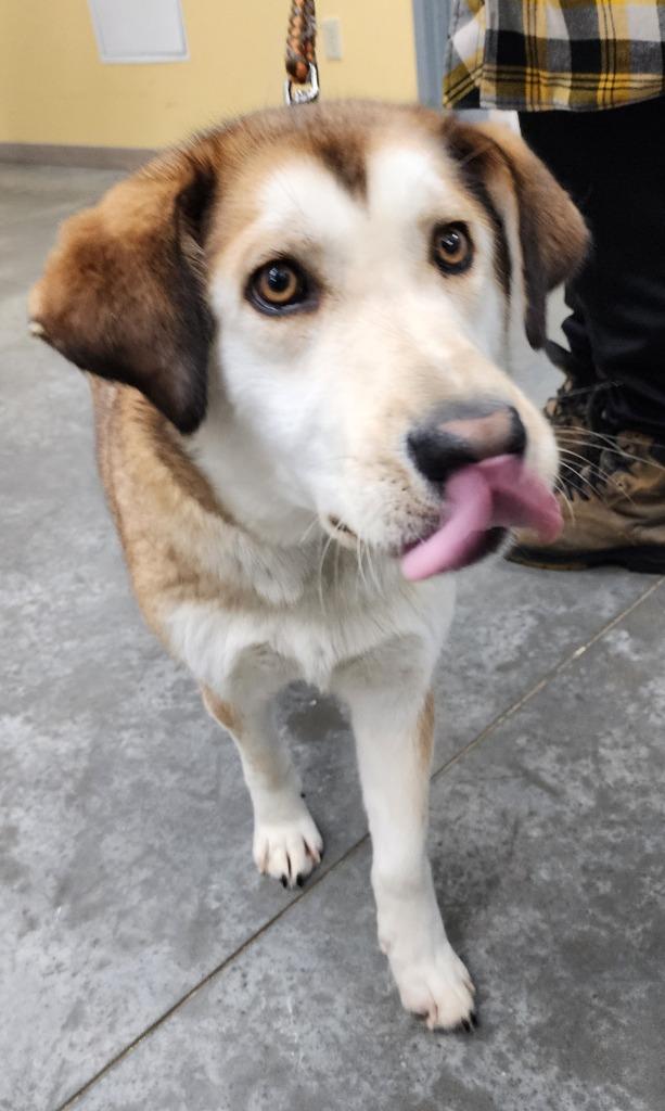 Enlarge Molly, a Adoptable mixed breed in Yellowknife, NT image 1/1