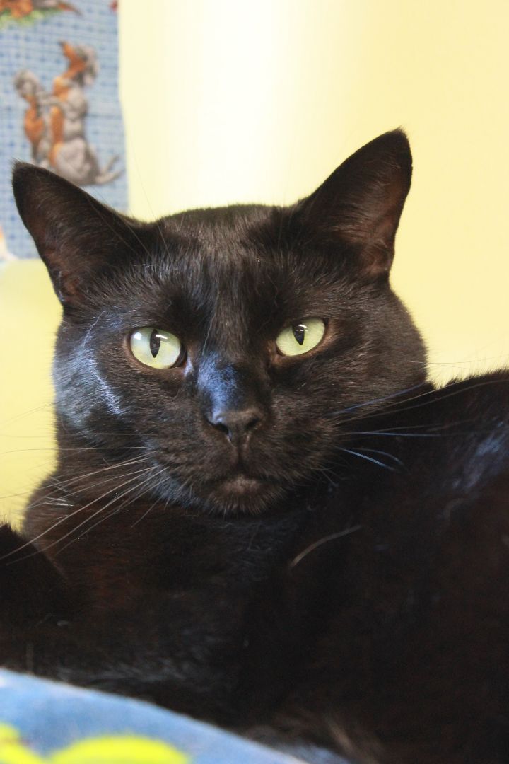 Camden, a Adoptable Domestic Short Hair in New Richmond, WI image 1/4