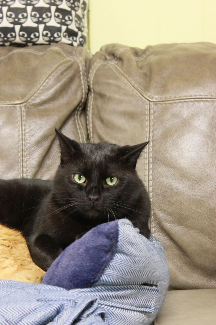 Camden, a Adoptable Domestic Short Hair in New Richmond, WI image 2/4