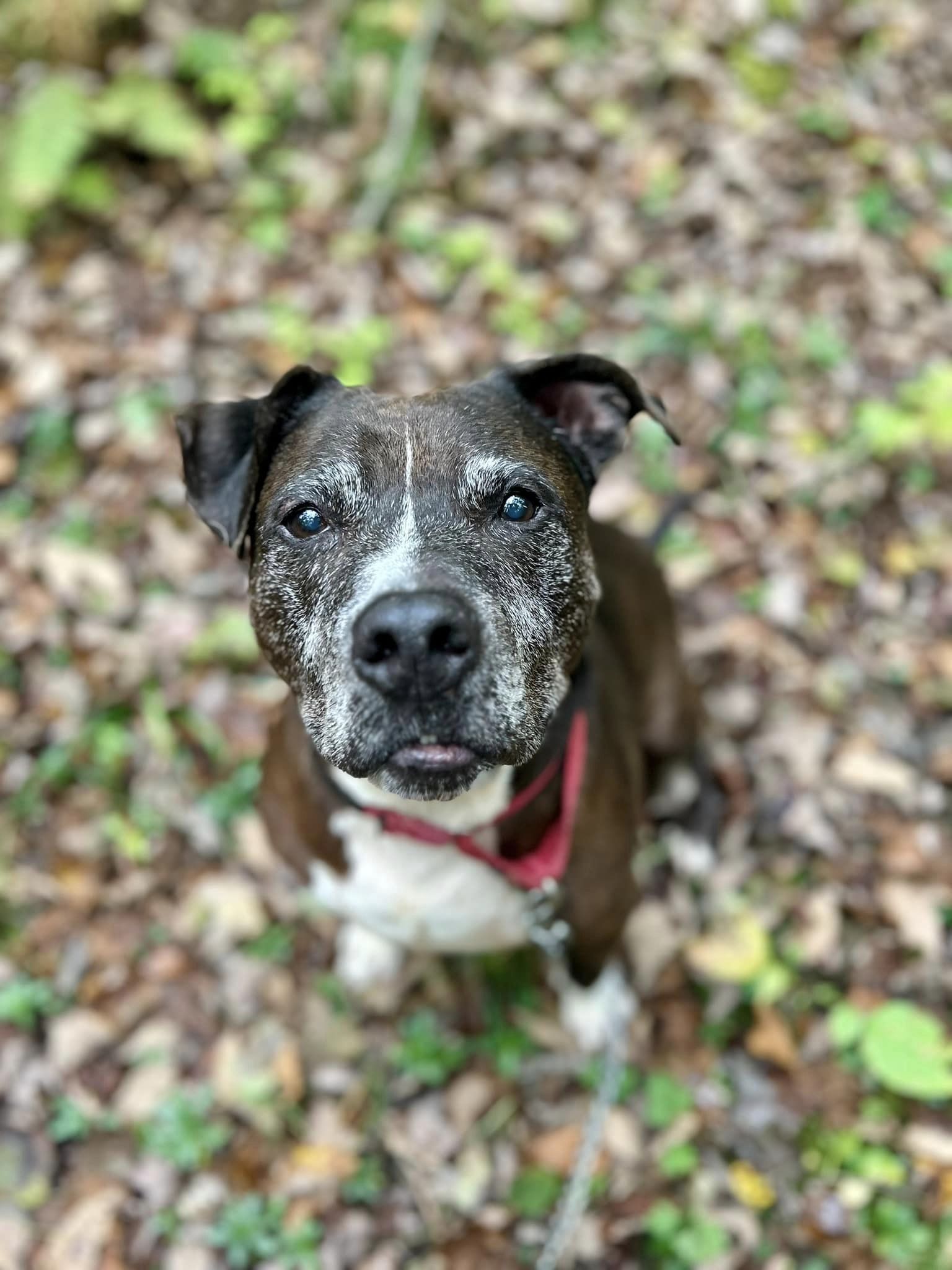 Oreo, Senior Male unknown