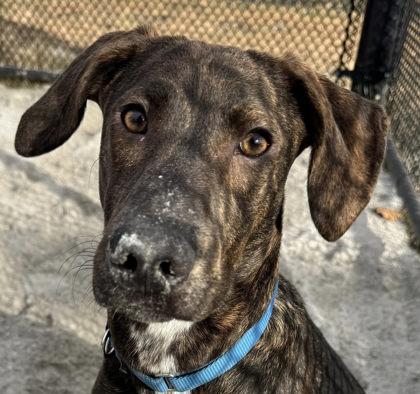 Dreidel, Adoptable, Adult Male Mixed Breed & Mixed Breed.