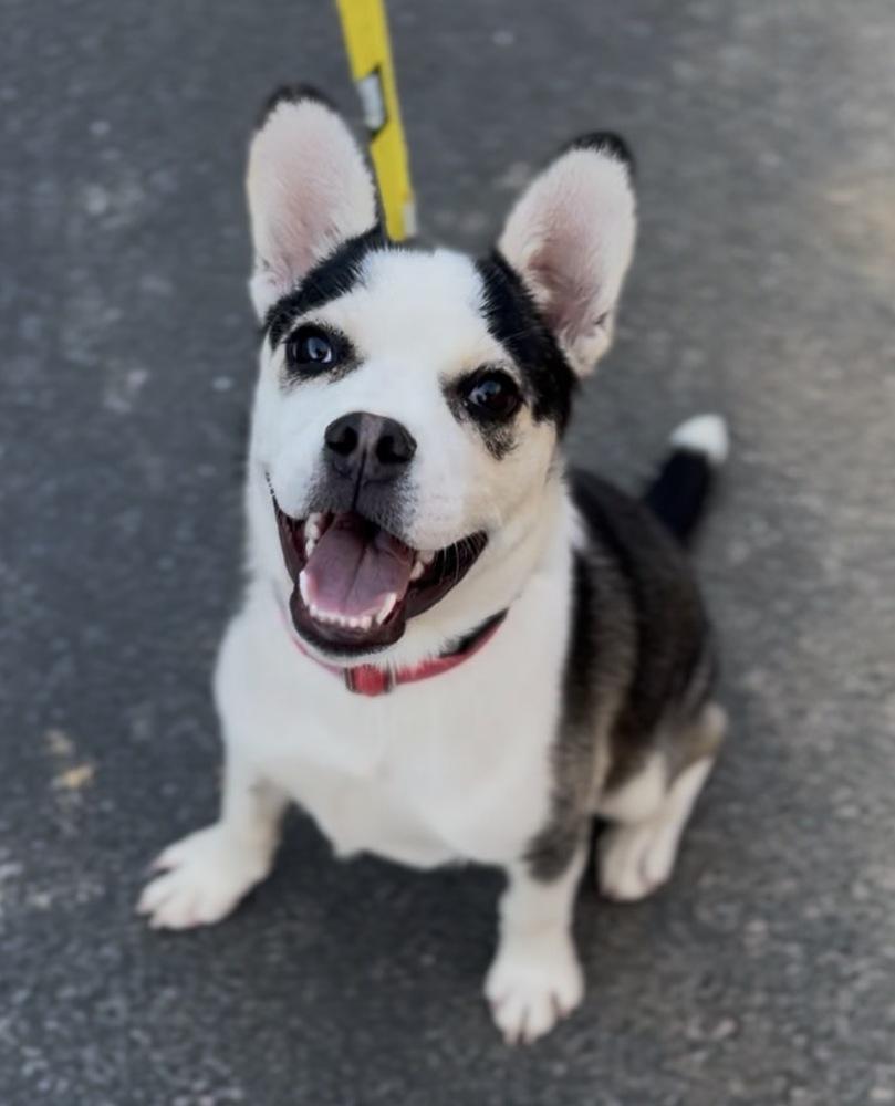 Howie, Adoptable, Young Male French Bulldog.