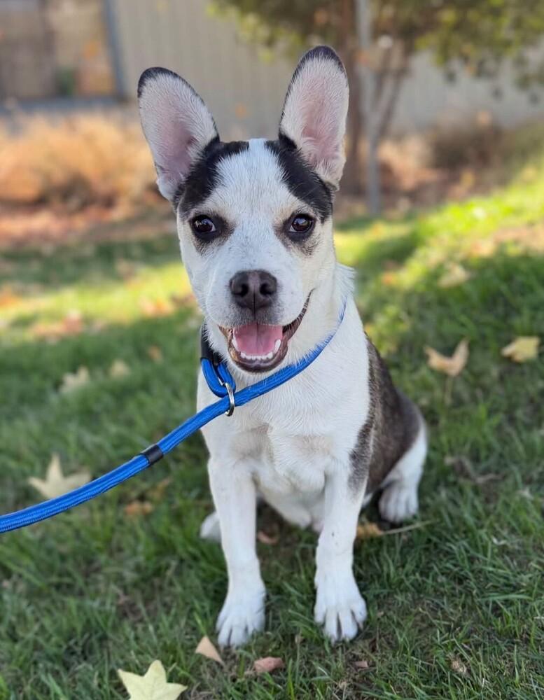 Enlarge Howie, a Adoptable mixed breed in Jamestown, CA image 2/3