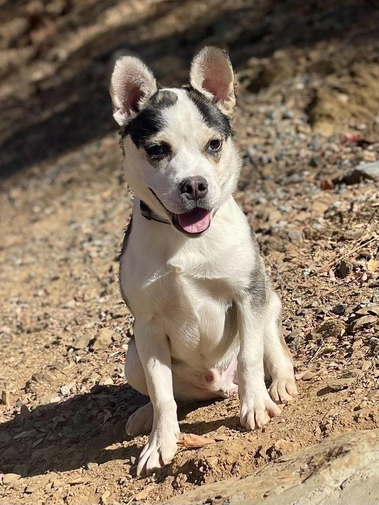 Enlarge Howie, a Adoptable mixed breed in Jamestown, CA image 3/3