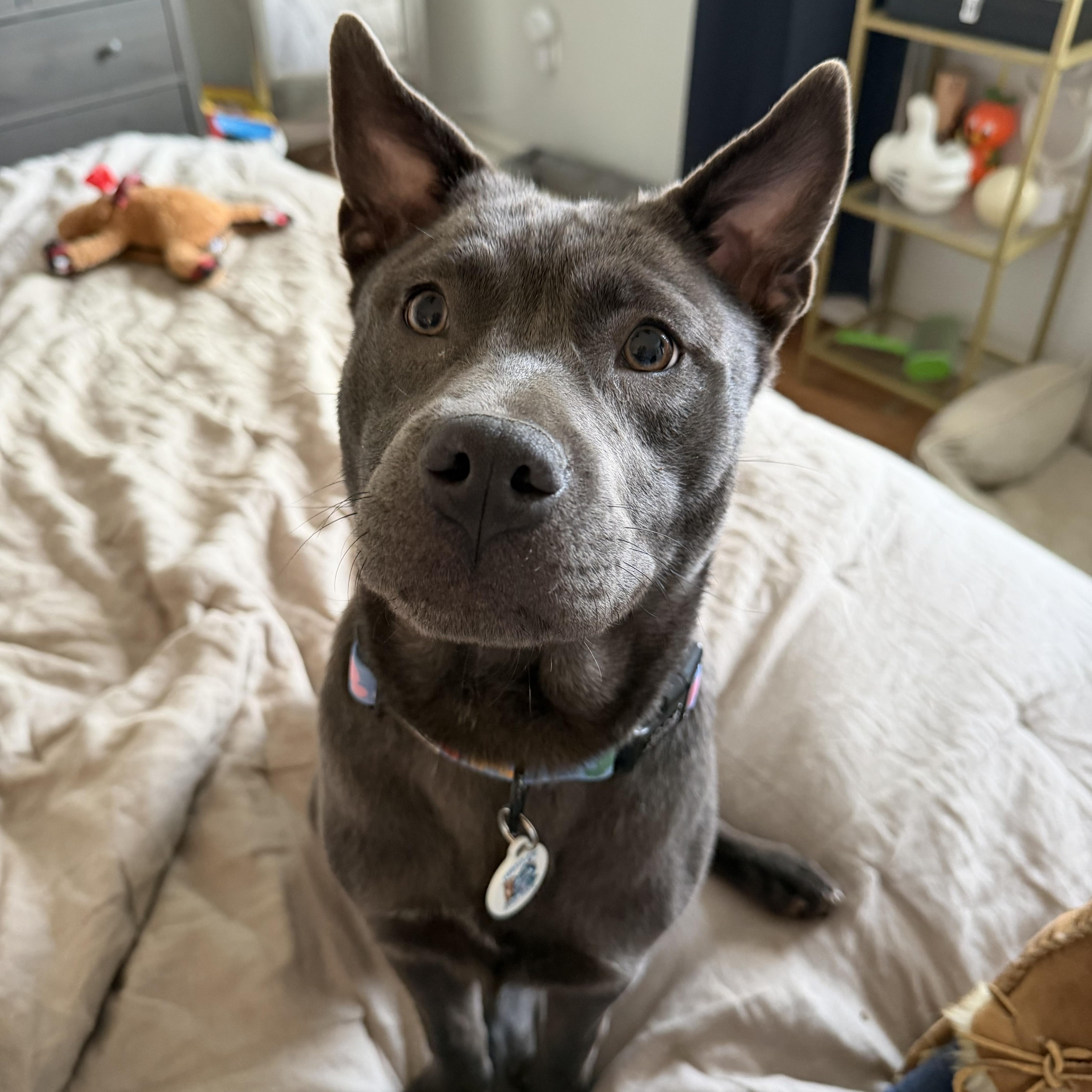 Enlarge Minnie, a ADOPTABLE mixed breed in Annapolis, MD image 1/6