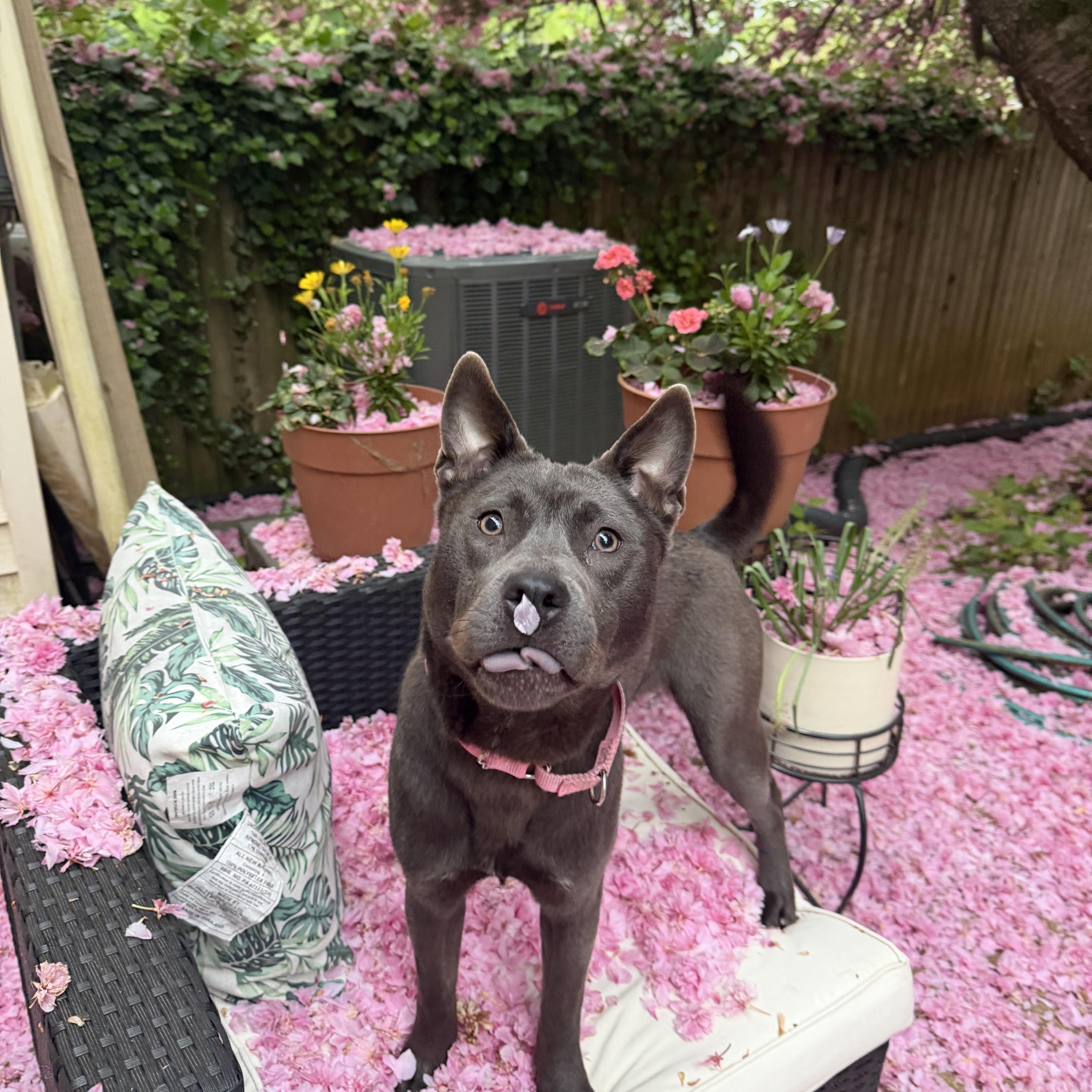 Minnie, ADOPTABLE, Young Female Chow Chow & Pit Bull Terrier.