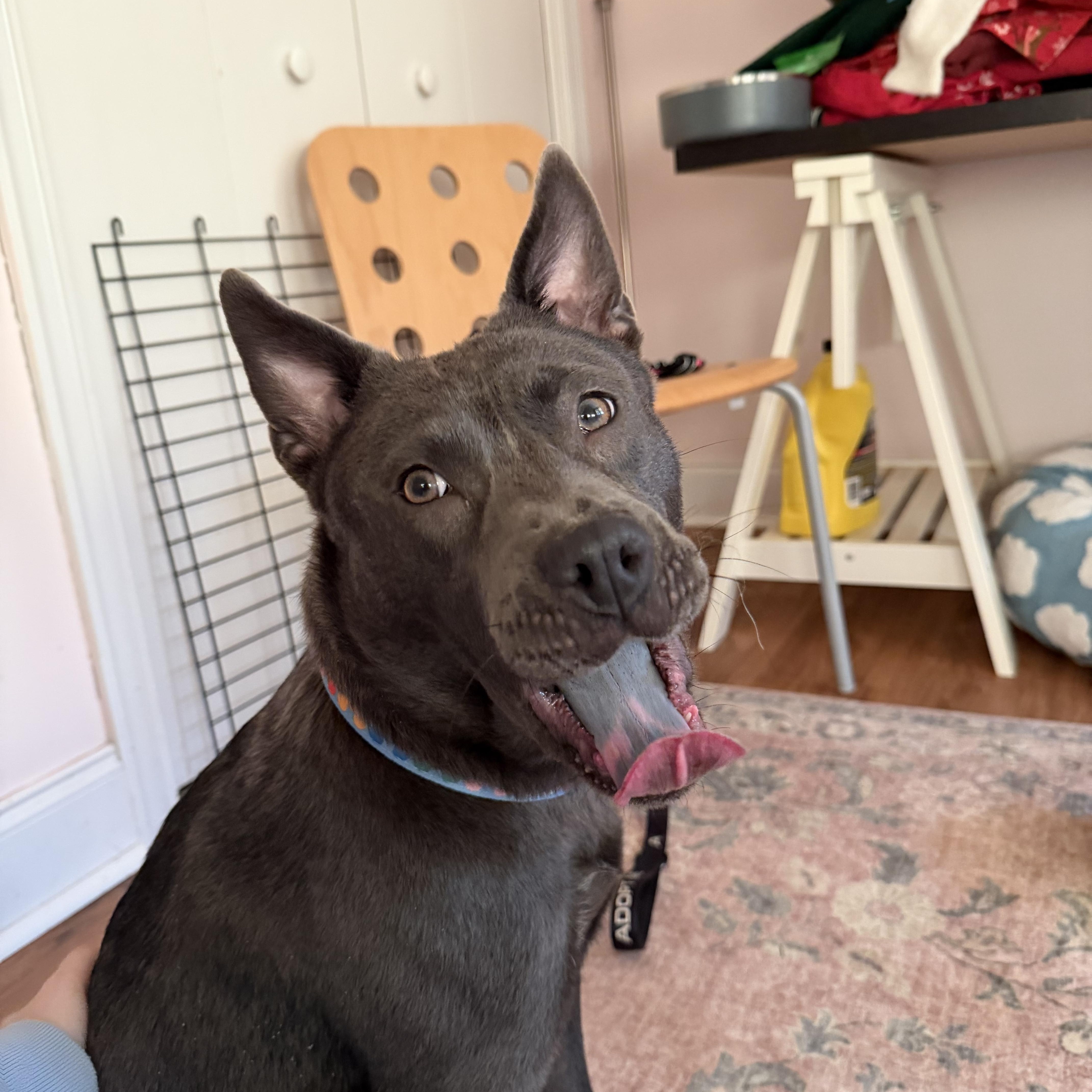 Enlarge Minnie, a ADOPTABLE mixed breed in Annapolis, MD image 2/6