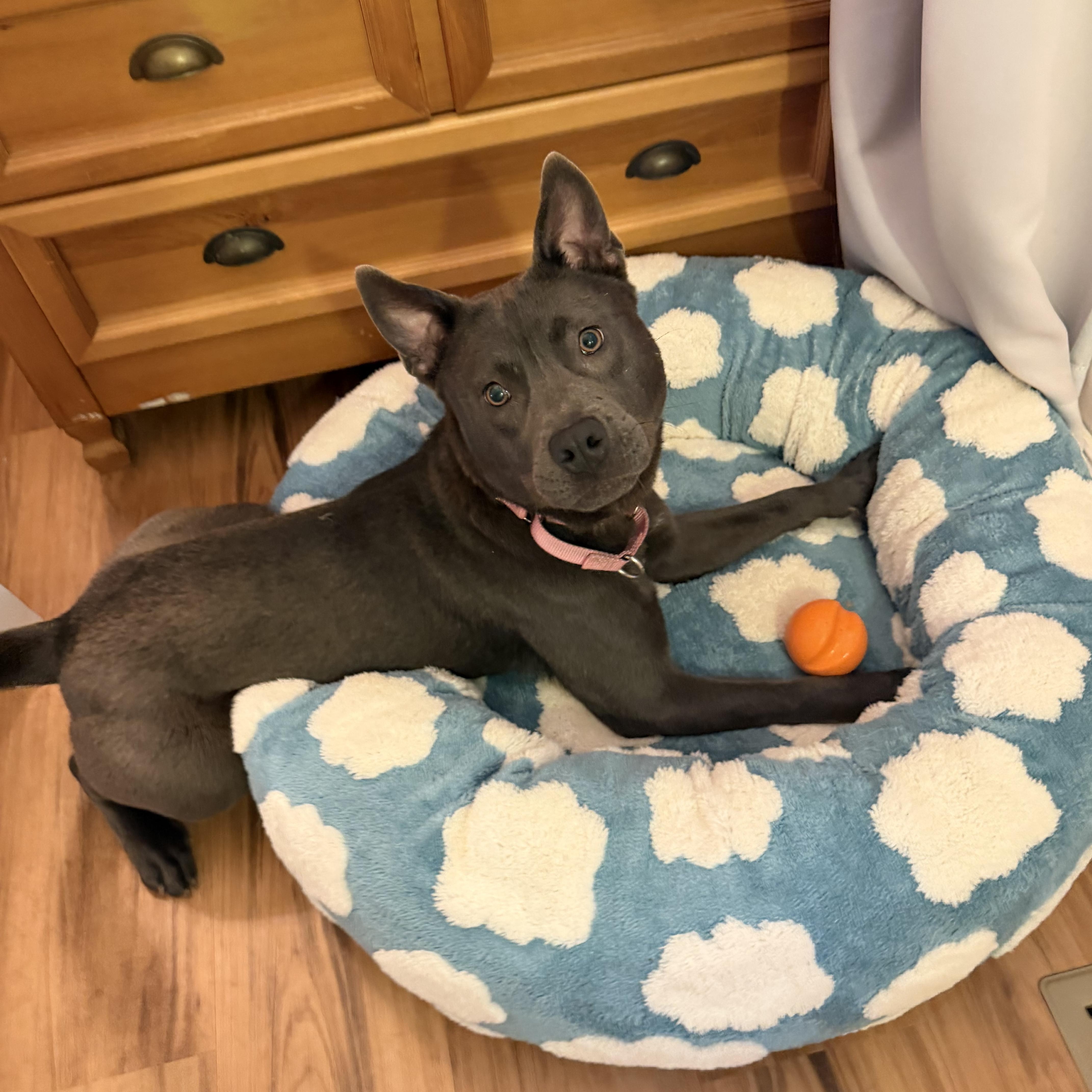 Enlarge Minnie, a ADOPTABLE mixed breed in Annapolis, MD image 3/6