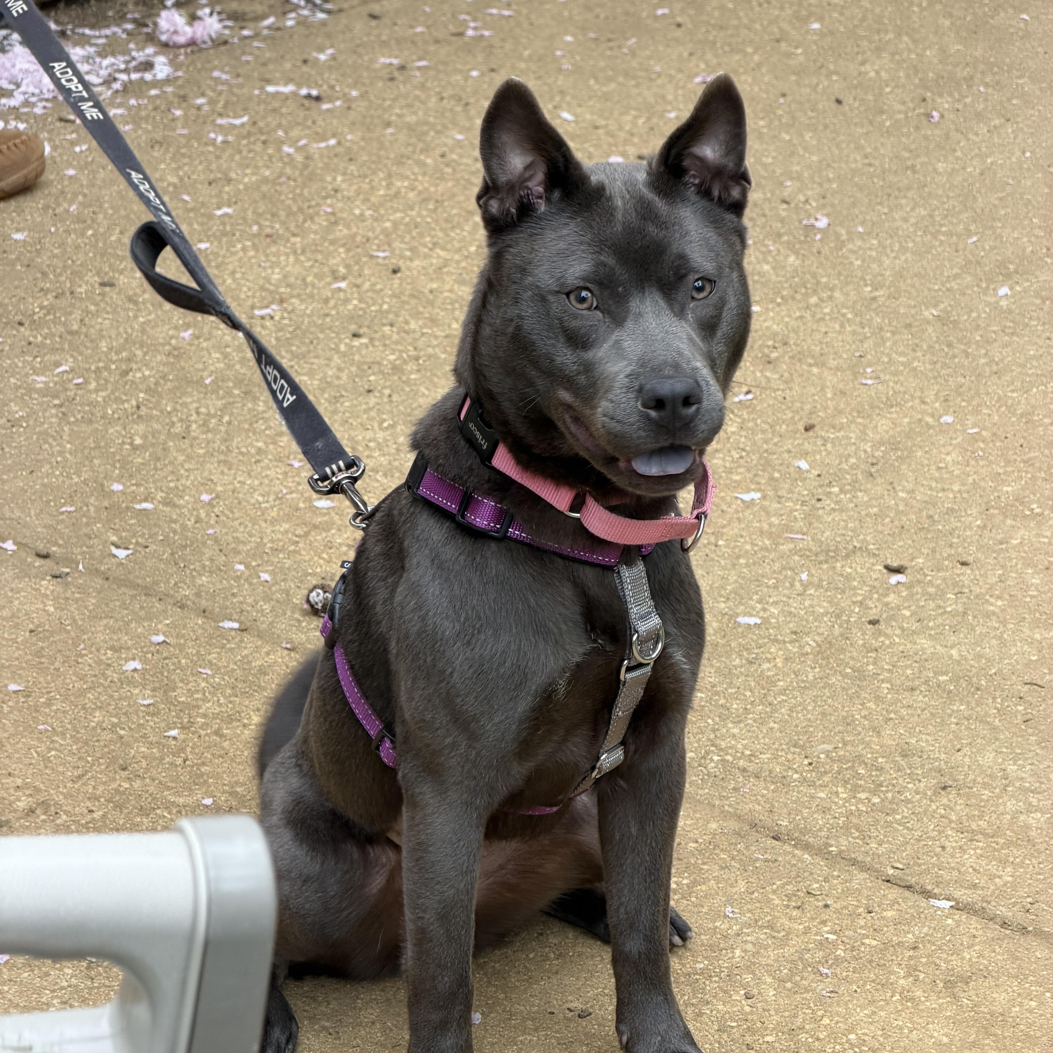 Enlarge Minnie, a ADOPTABLE mixed breed in Annapolis, MD image 5/6