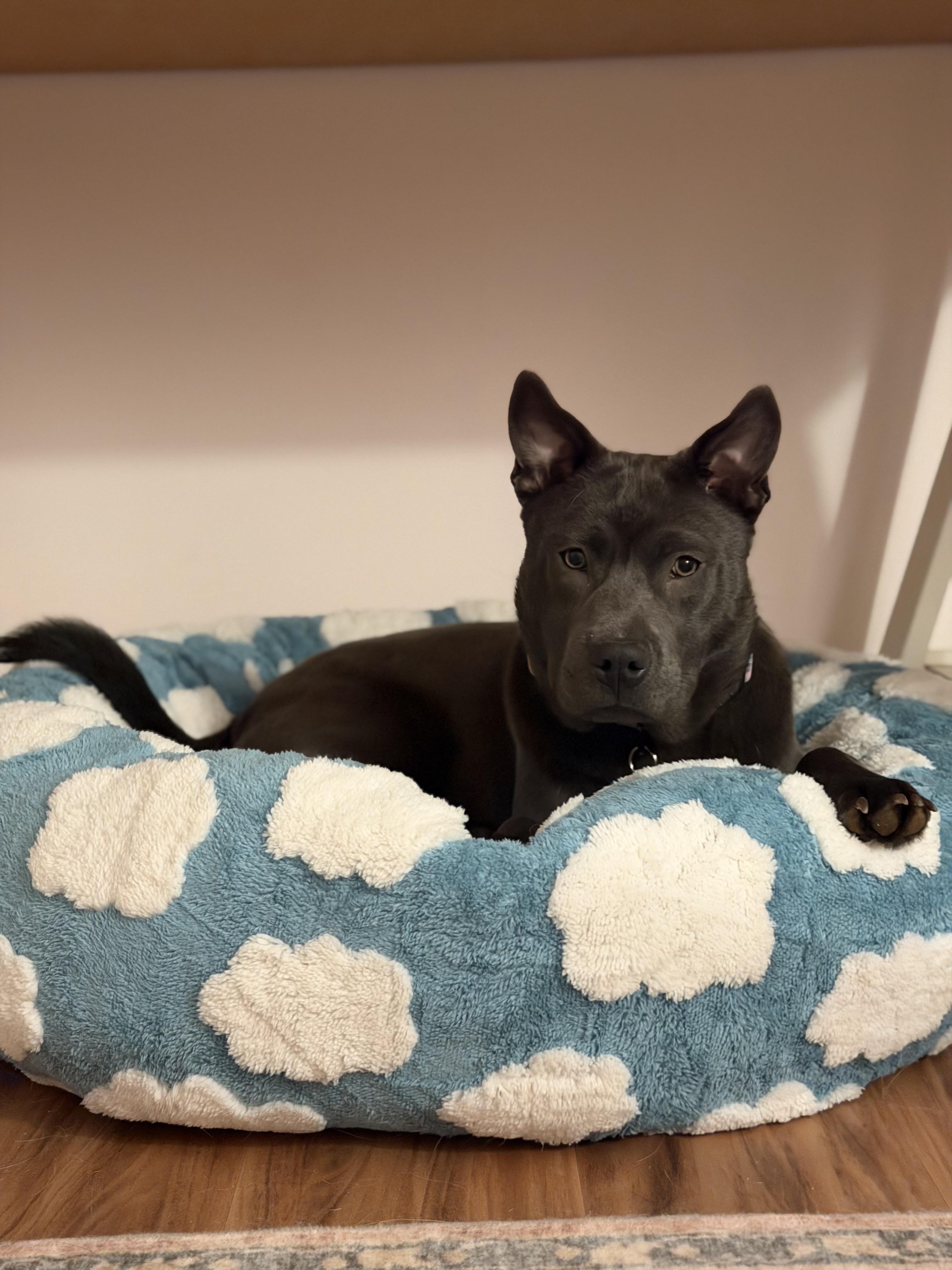 Enlarge Minnie, a ADOPTABLE mixed breed in Annapolis, MD image 3/6