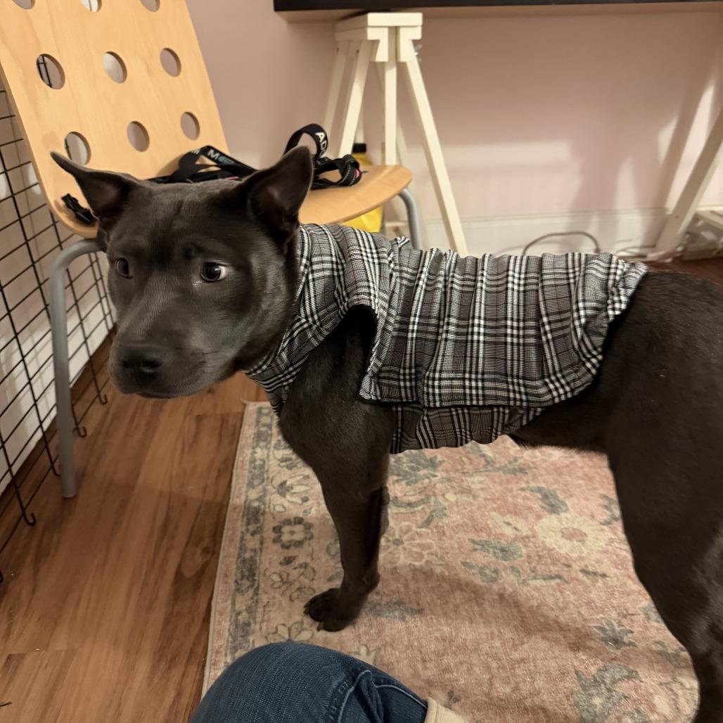 Enlarge Minnie, a ADOPTABLE mixed breed in Annapolis, MD image 5/6