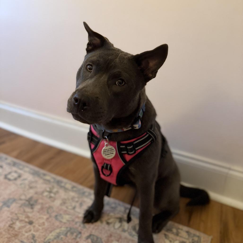 Enlarge Minnie, a ADOPTABLE mixed breed in Annapolis, MD image 6/6