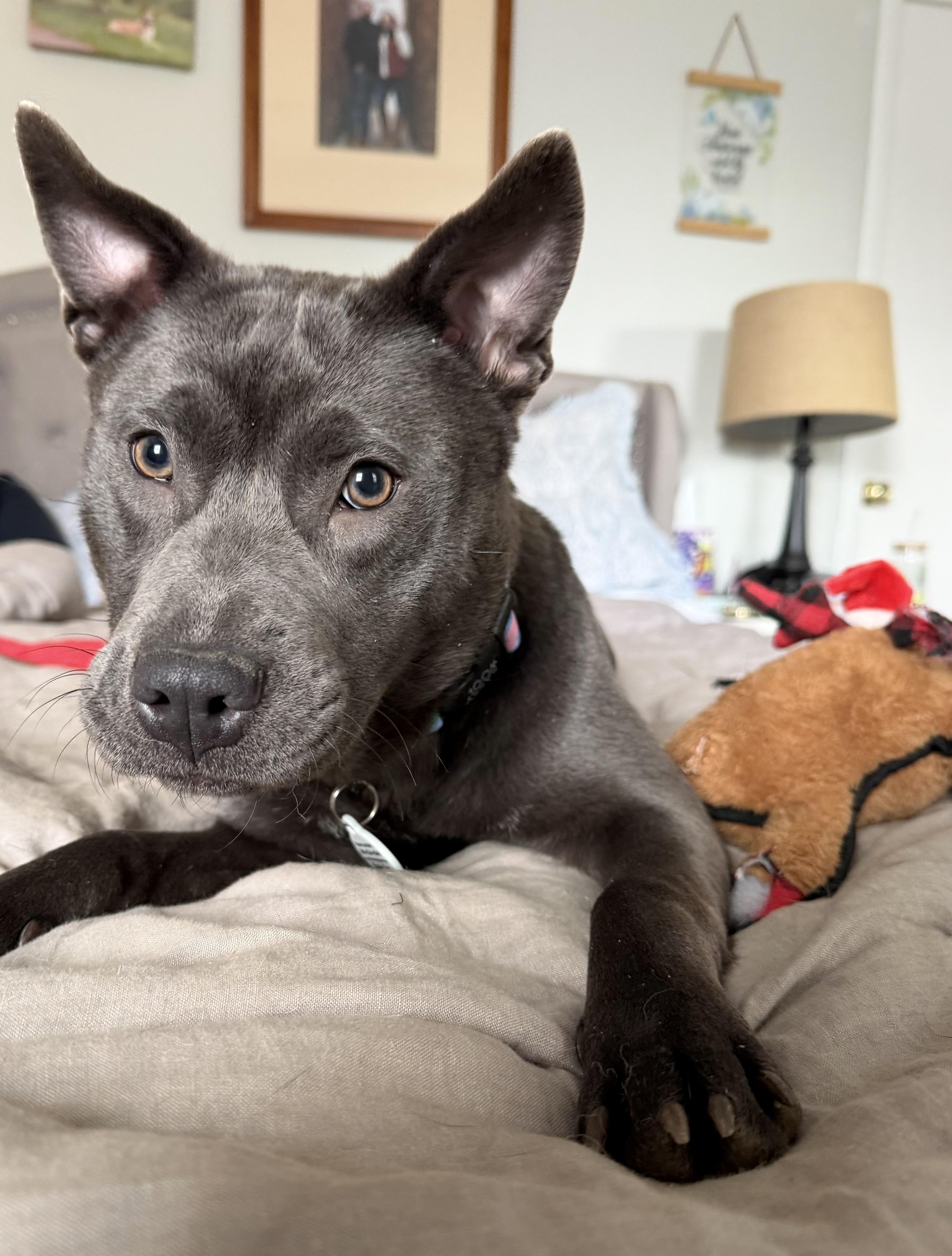 Enlarge Minnie, a ADOPTABLE mixed breed in Annapolis, MD image 4/6