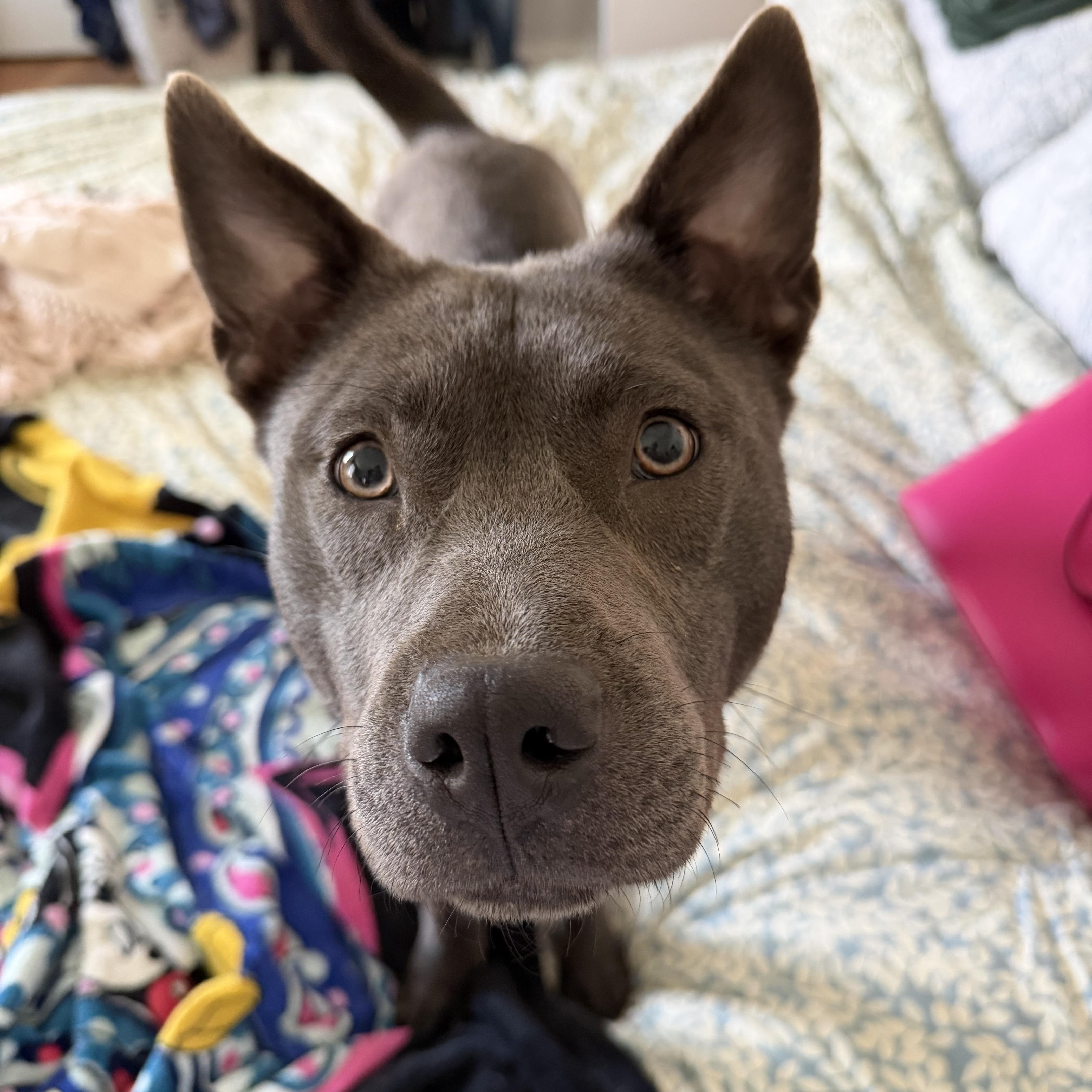 Enlarge Minnie, a ADOPTABLE mixed breed in Annapolis, MD image 4/6