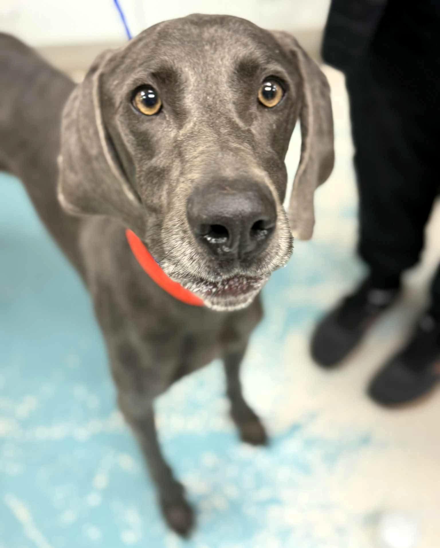 Morticia, Adoptable, Adult Female Weimaraner.