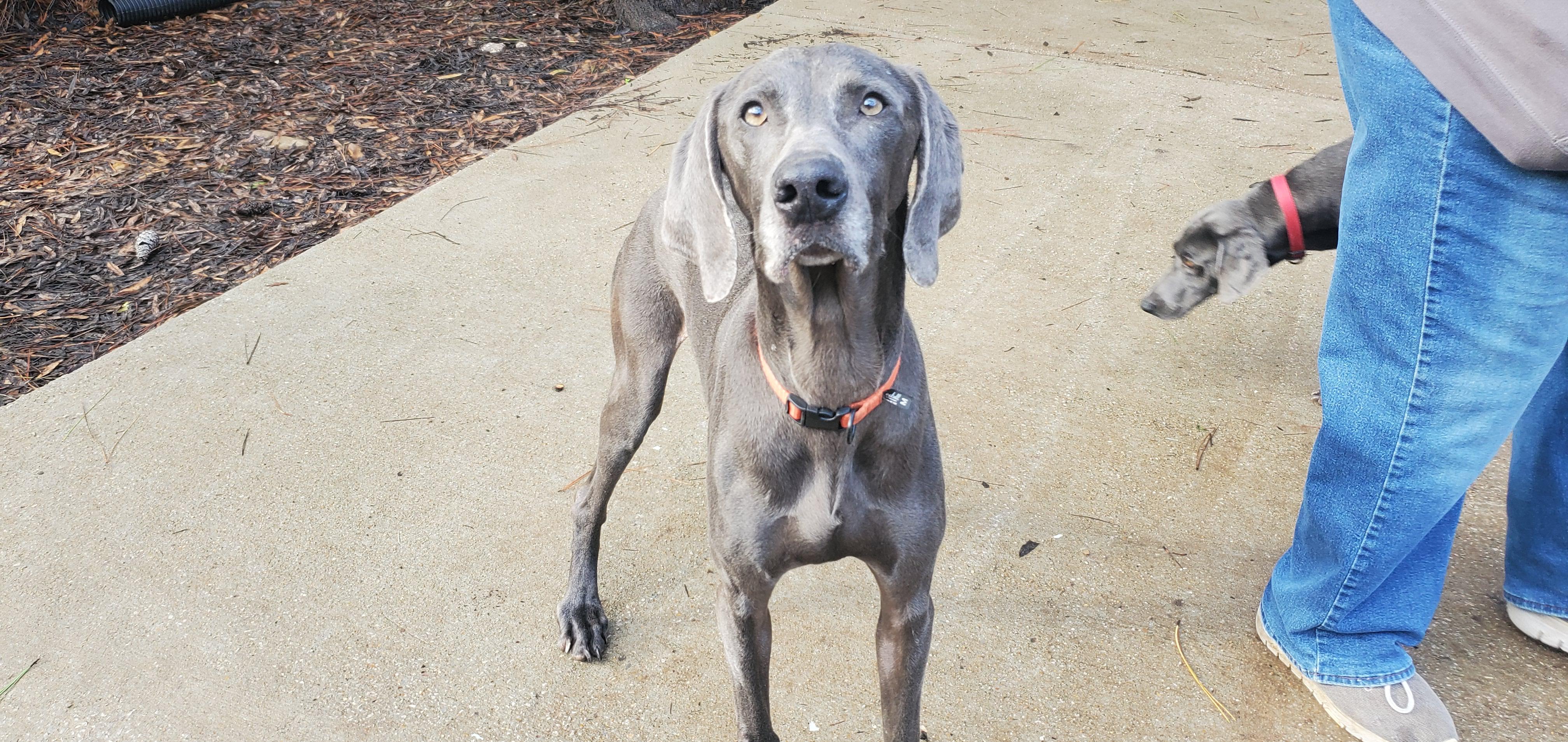 Enlarge Morticia, an adopted Weimaraner in Birmingham, AL image 3/3