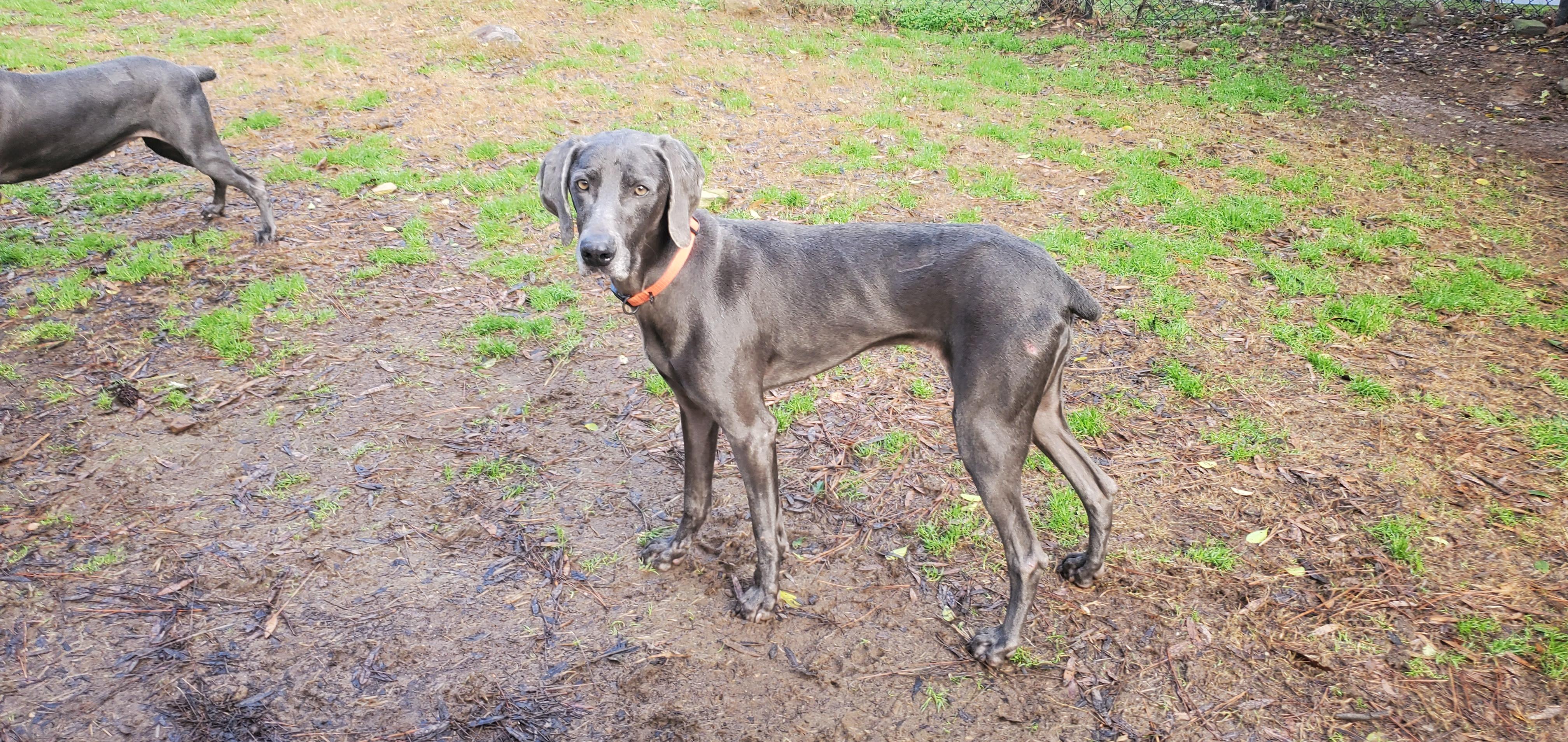Enlarge Morticia, an adopted Weimaraner in Birmingham, AL image 2/3