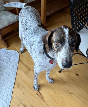 Benny (formerly Benelli)