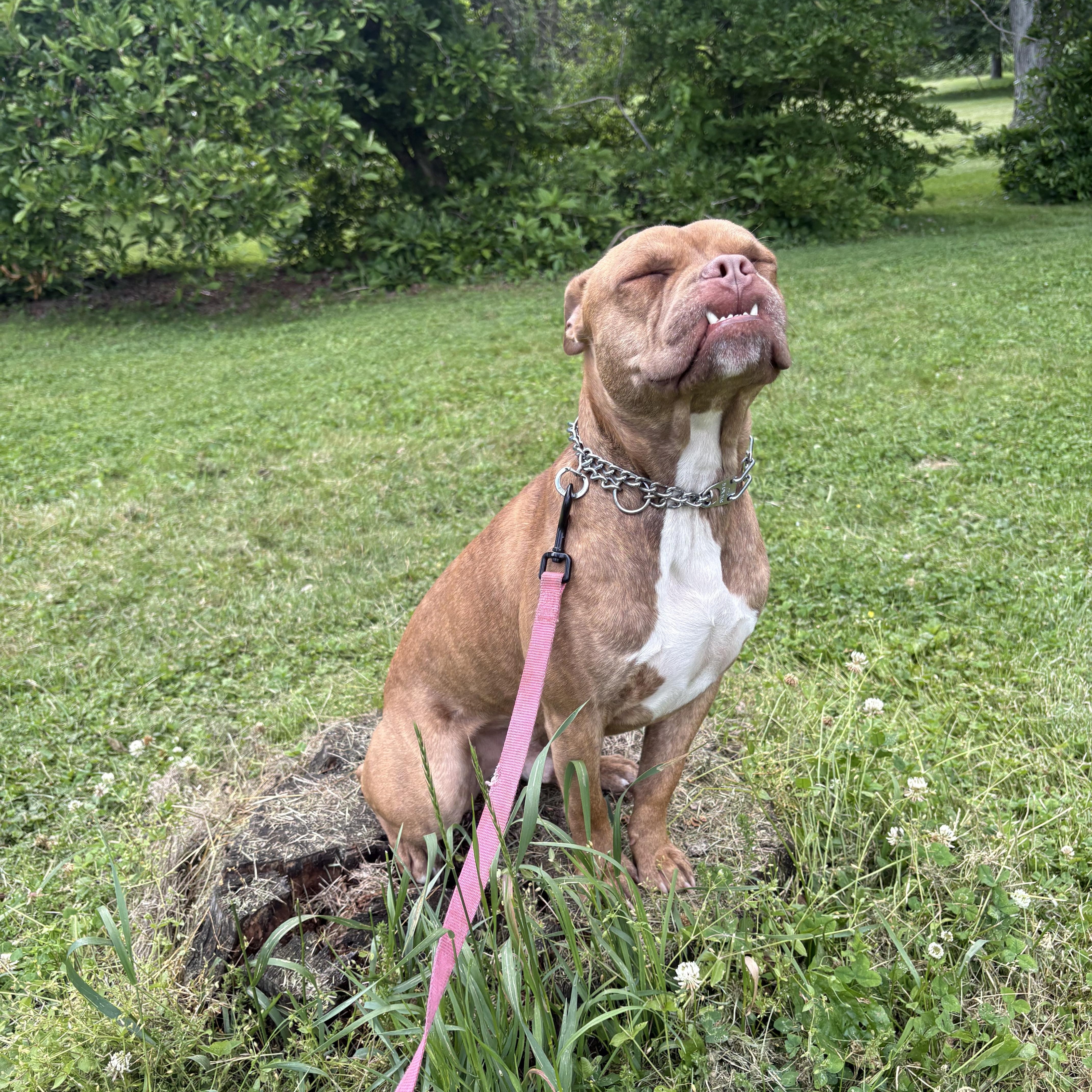 Dozer, a ADOPTABLE mixed breed in Kutztown, PA image 3/5