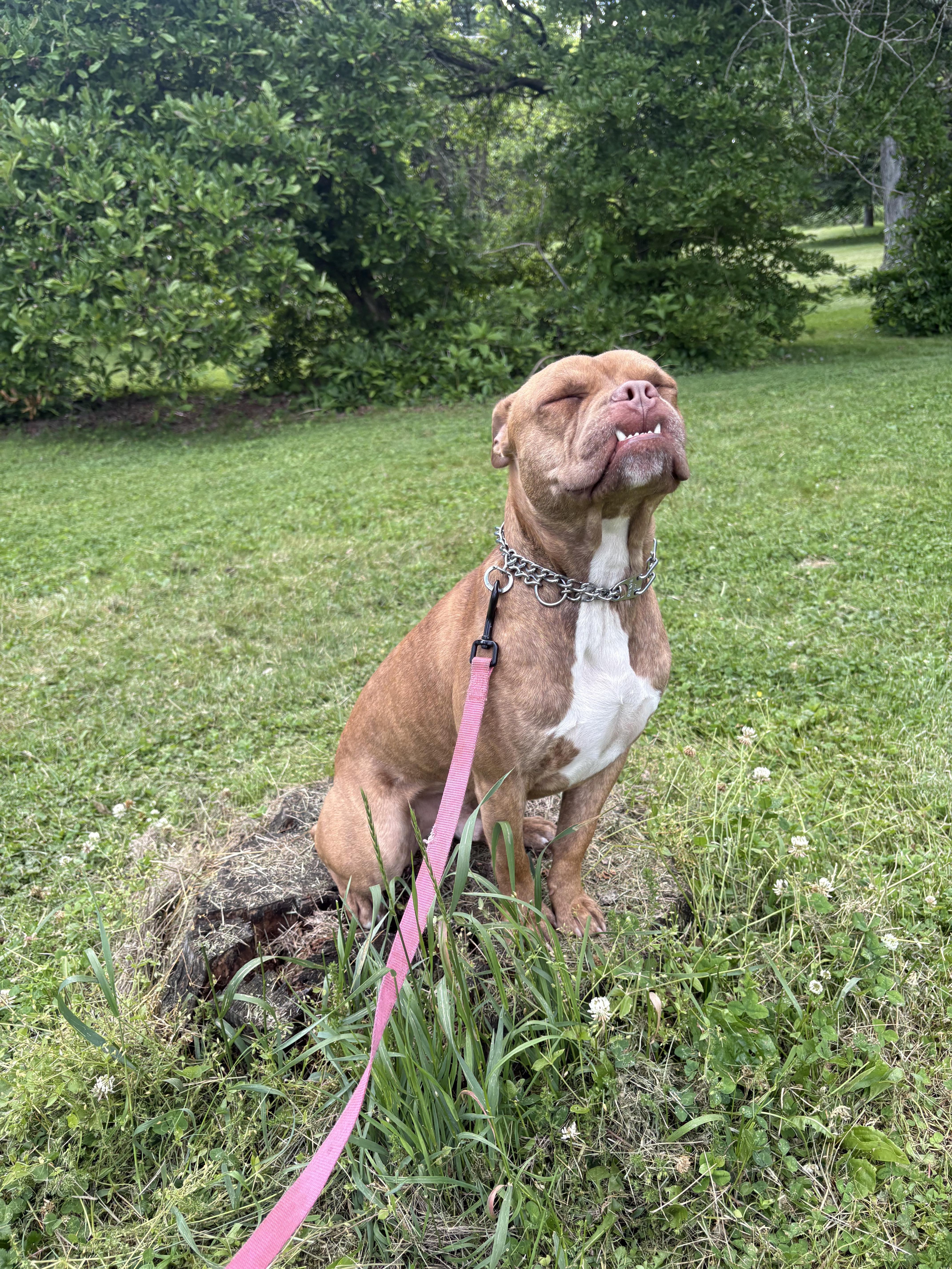 Dozer, a ADOPTABLE mixed breed in Kutztown, PA image 3/5