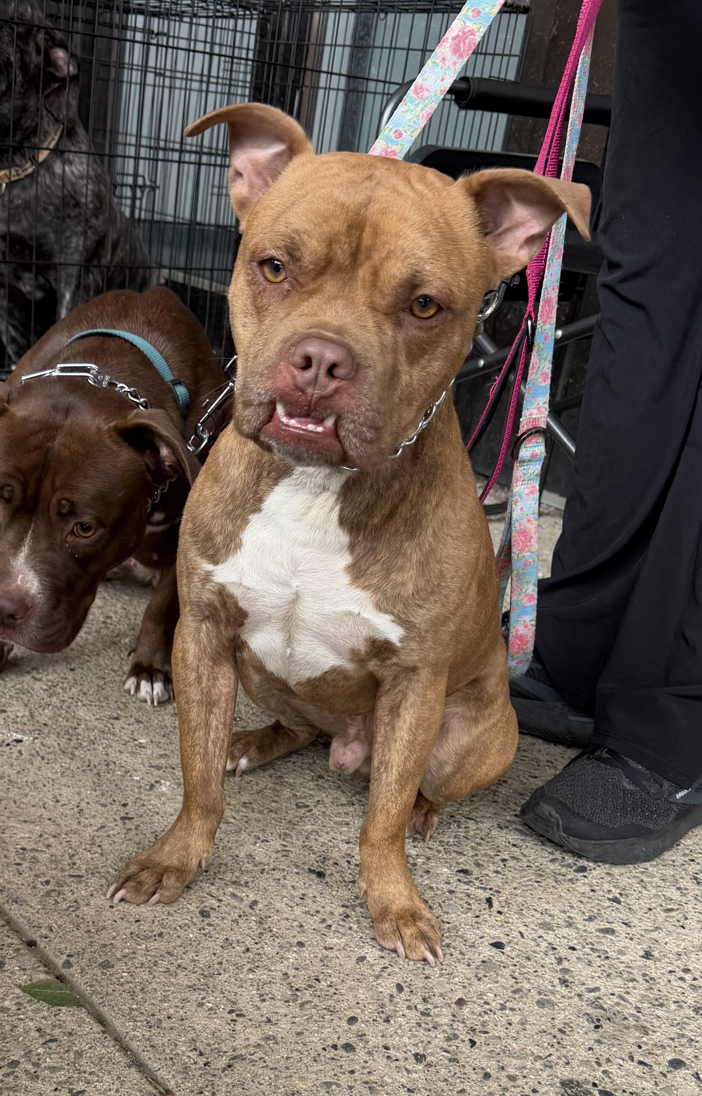 Dozer, a ADOPTABLE mixed breed in Kutztown, PA image 2/5