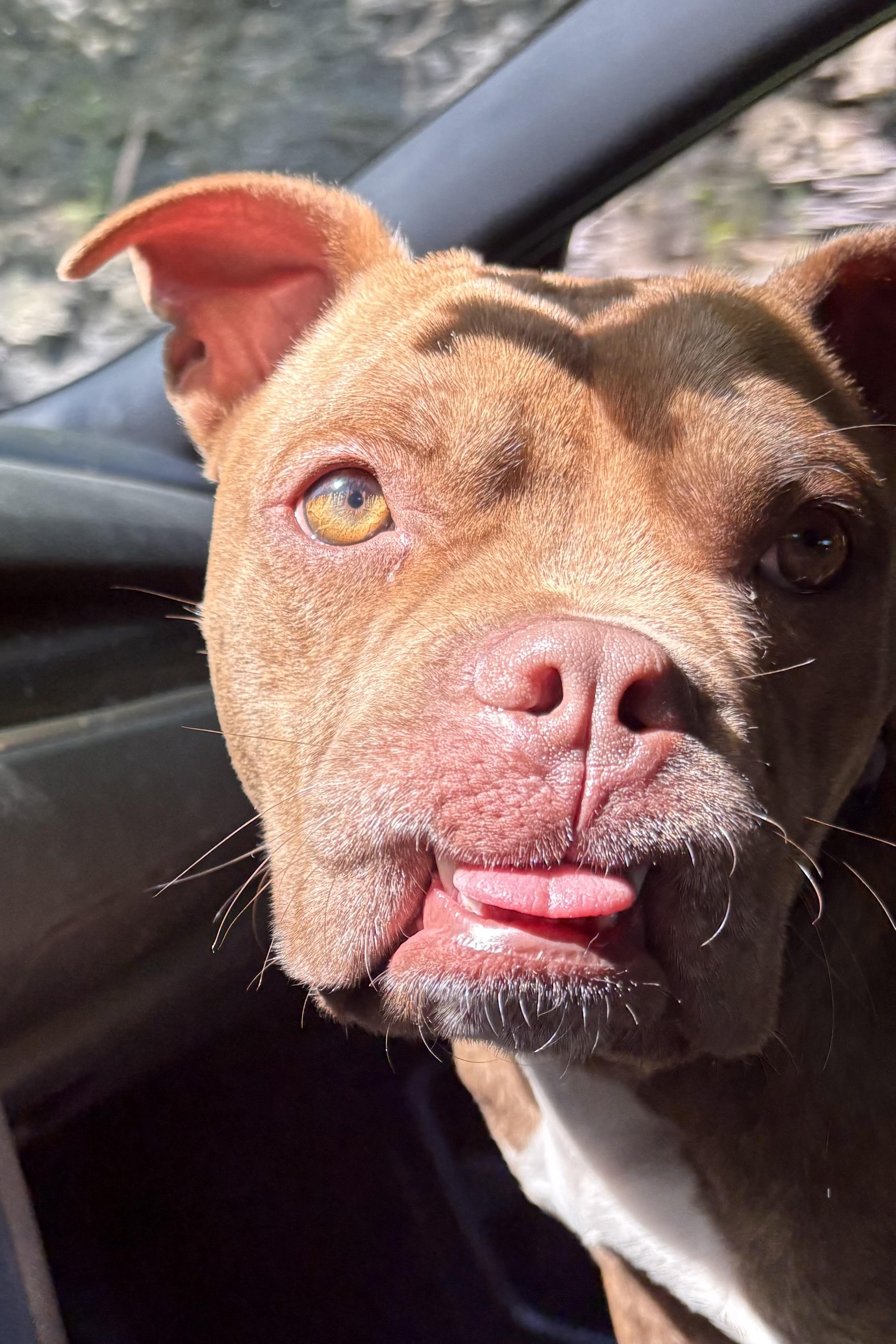 Dozer, ADOPTABLE, Young Male Pit Bull Terrier & Boxer.