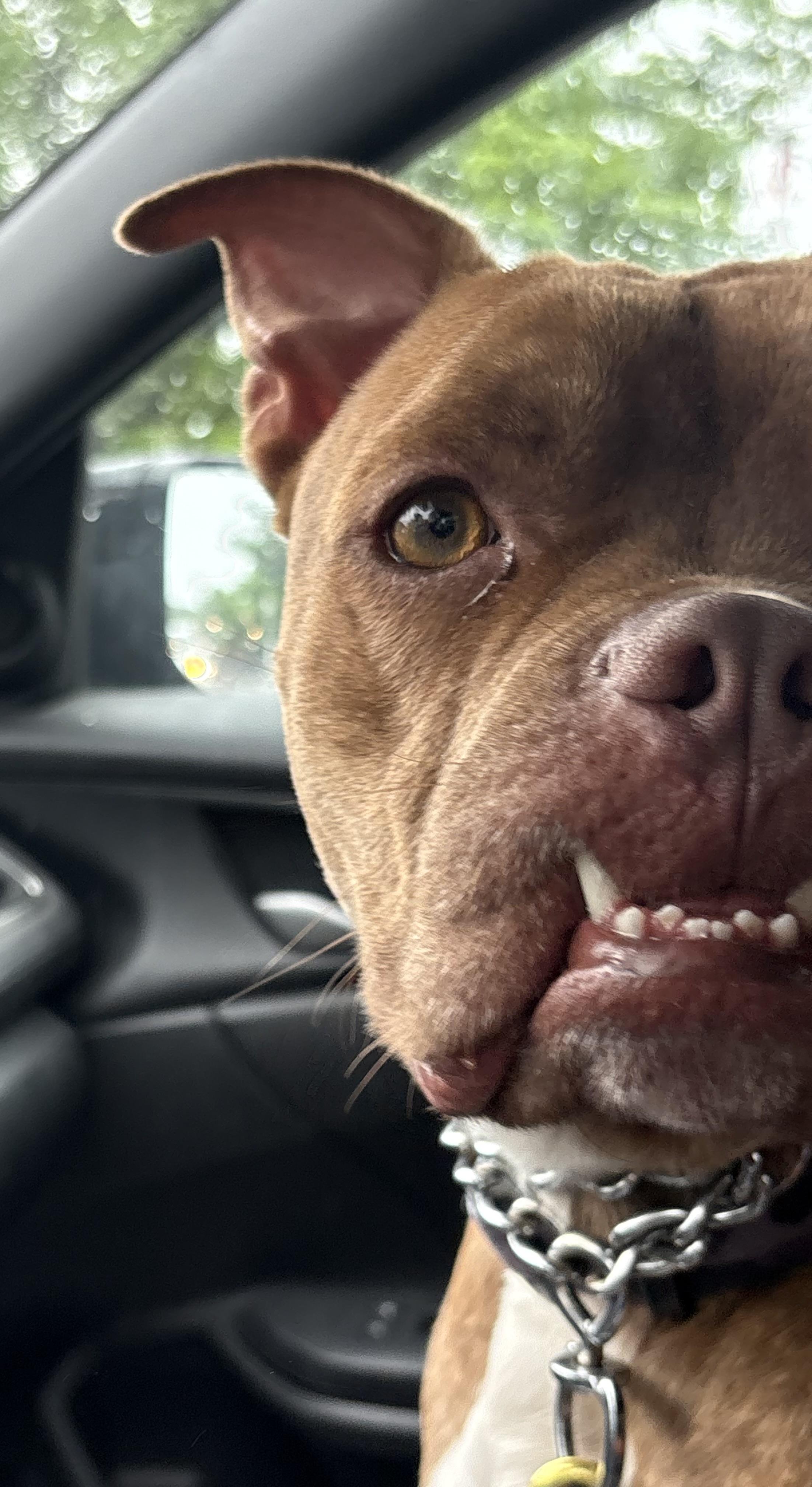 Dozer, a ADOPTABLE mixed breed in Kutztown, PA image 5/5