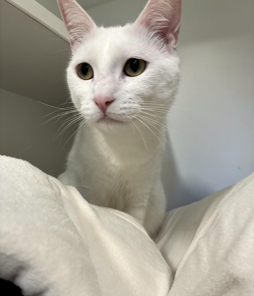 Enlarge Sandy, a Adoptable mixed breed in Elmsford, NY image 2/6
